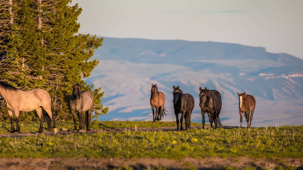 Pryon Mountain Mustangs