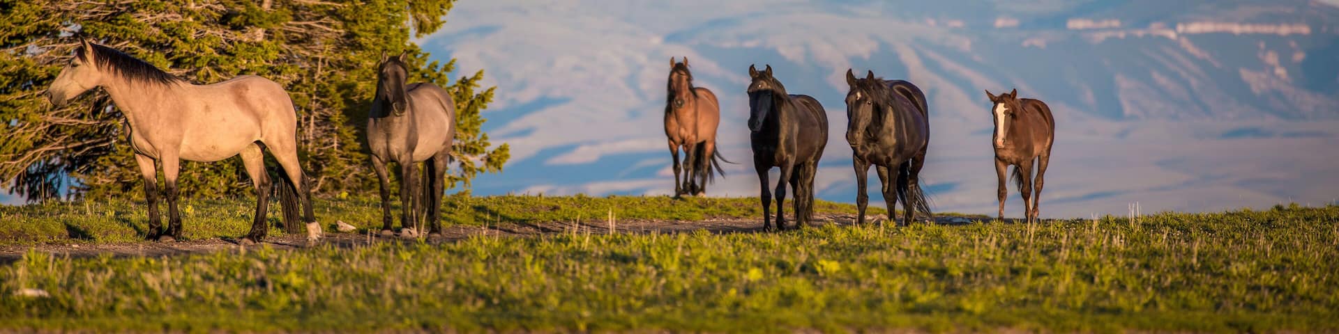 Pryon Mountain Mustangs