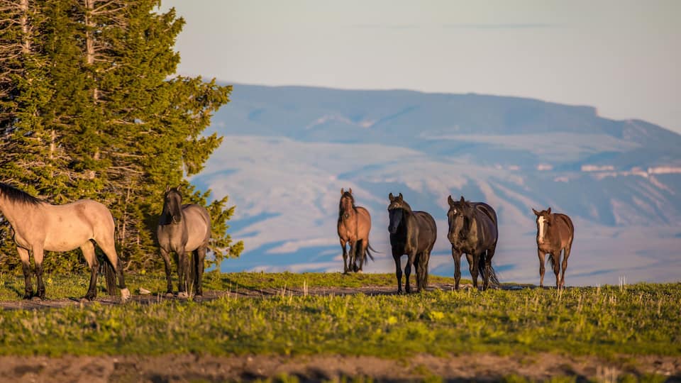 A group of horses grazing on a grassy field with a mountain range in the background.