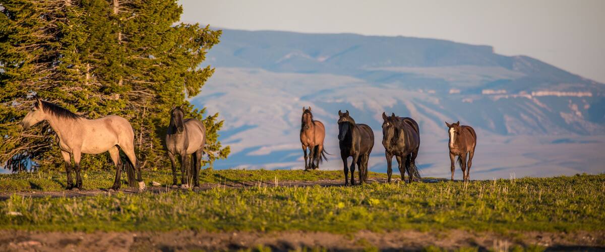 Pryon Mountain Mustangs