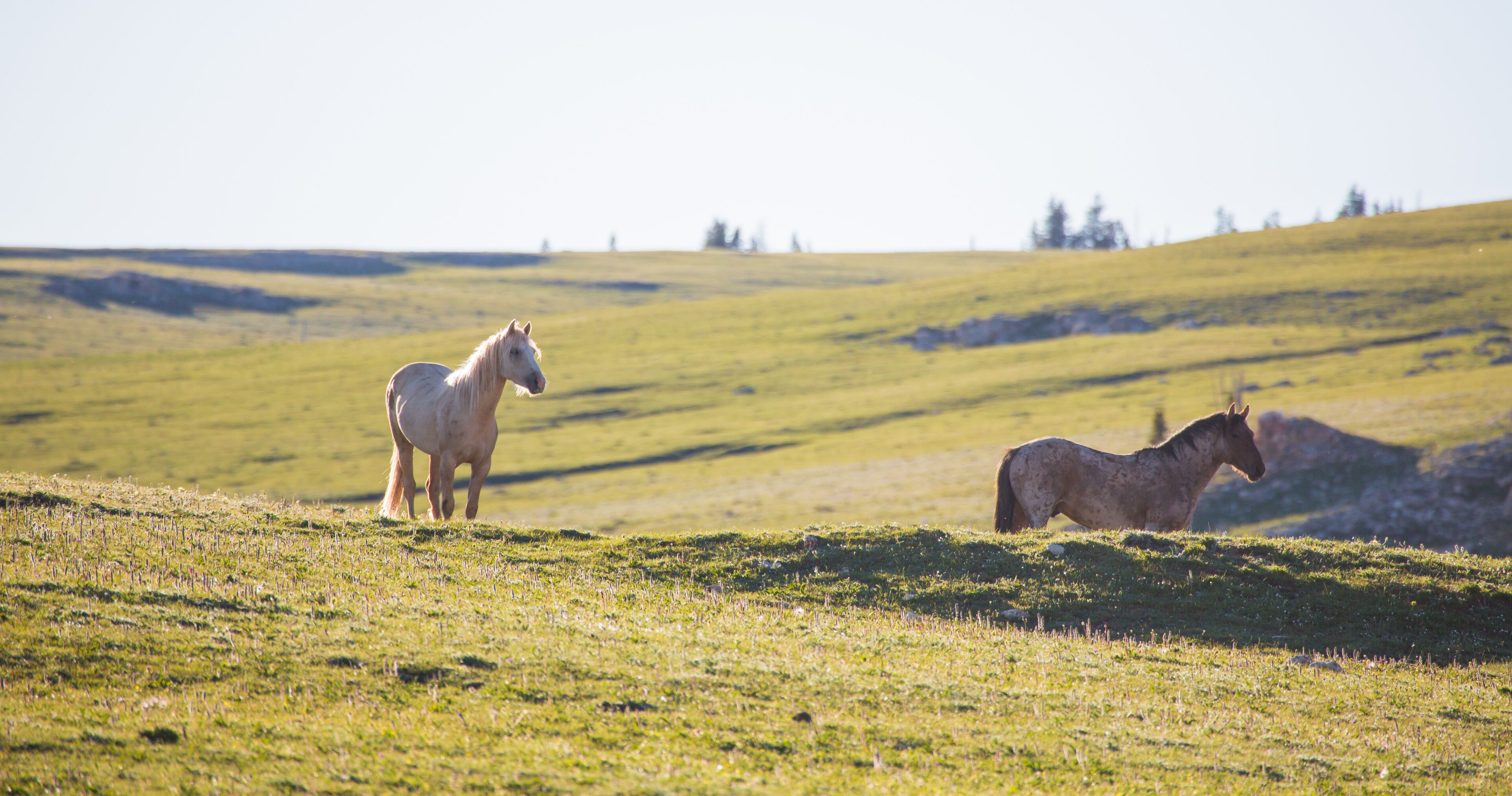 Pryon Mountain Mustangs