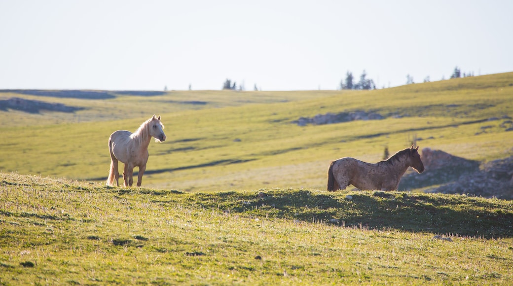 Pryon Mountain Mustangs
