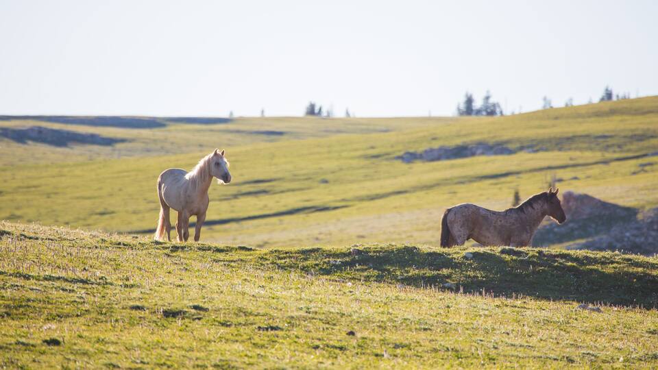 Two horses grazing on a grassy hillside with a clear sky in the background.