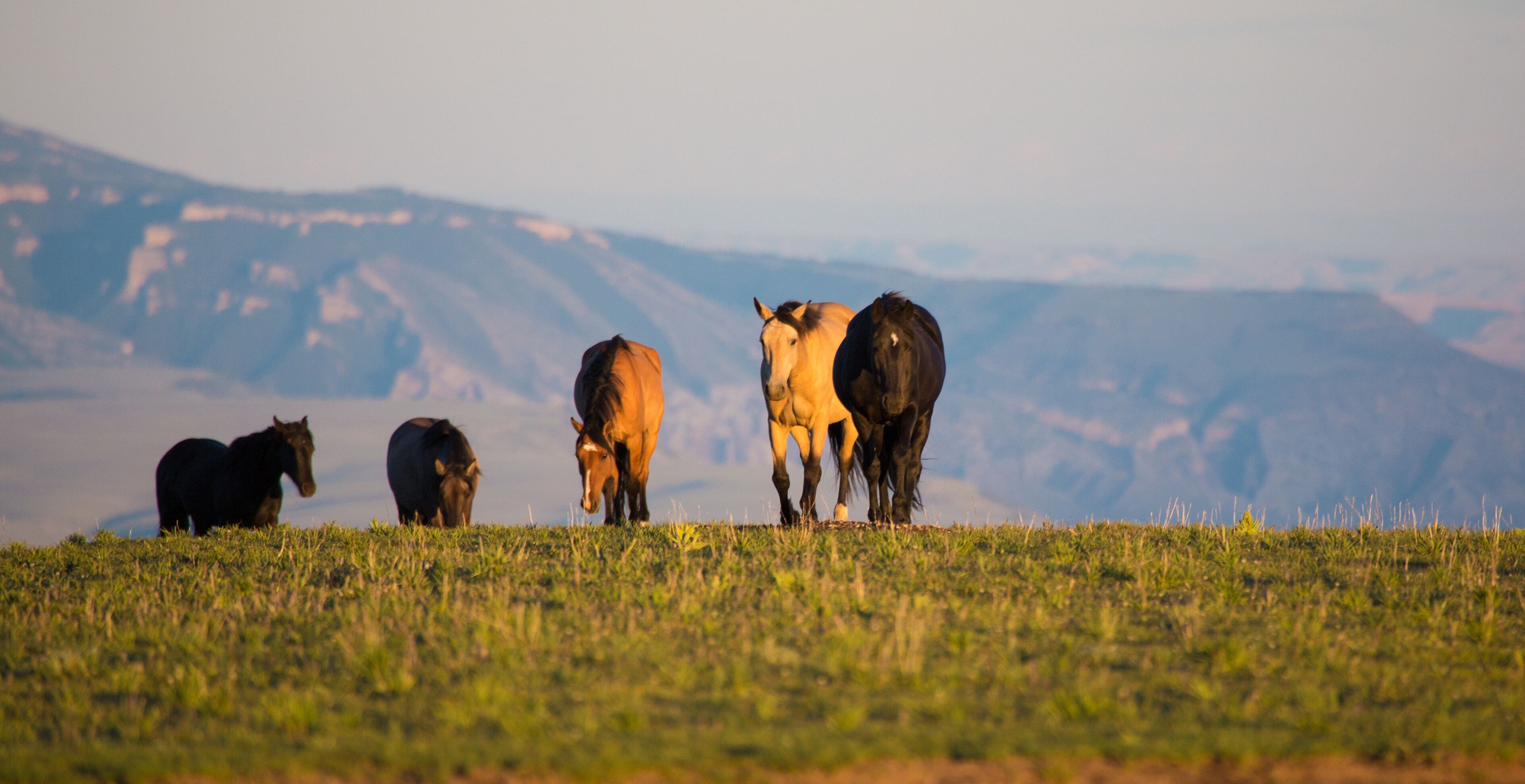 Pryon Mountain Mustangs