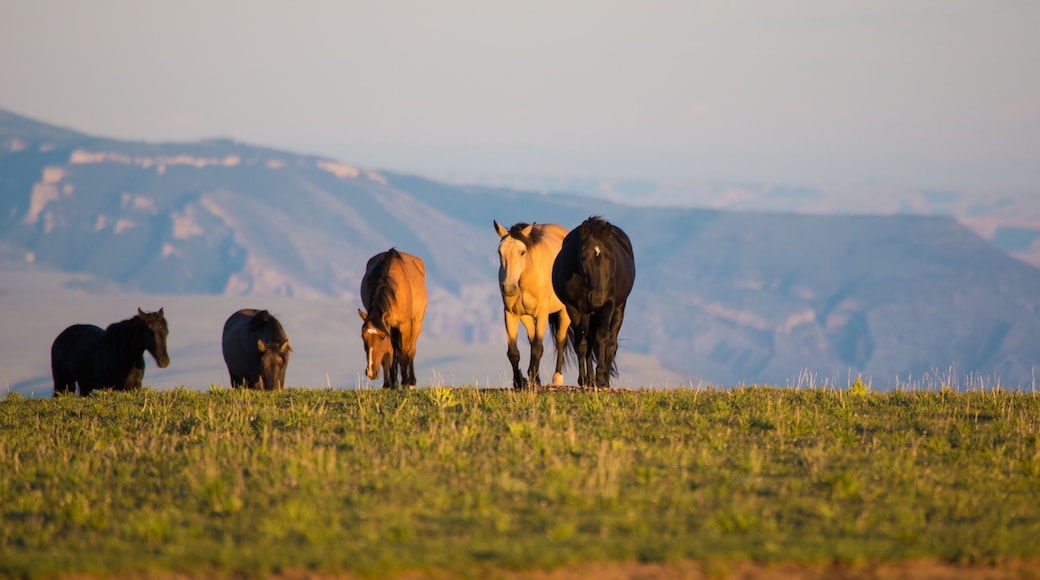 Pryon Mountain Mustangs