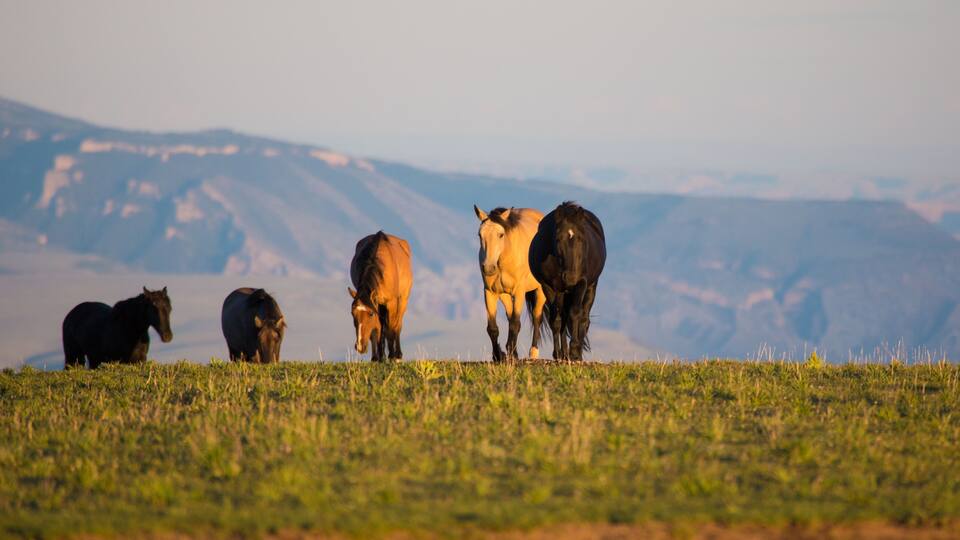A group of horses grazing on a grassy hillside with a mountainous backdrop.
