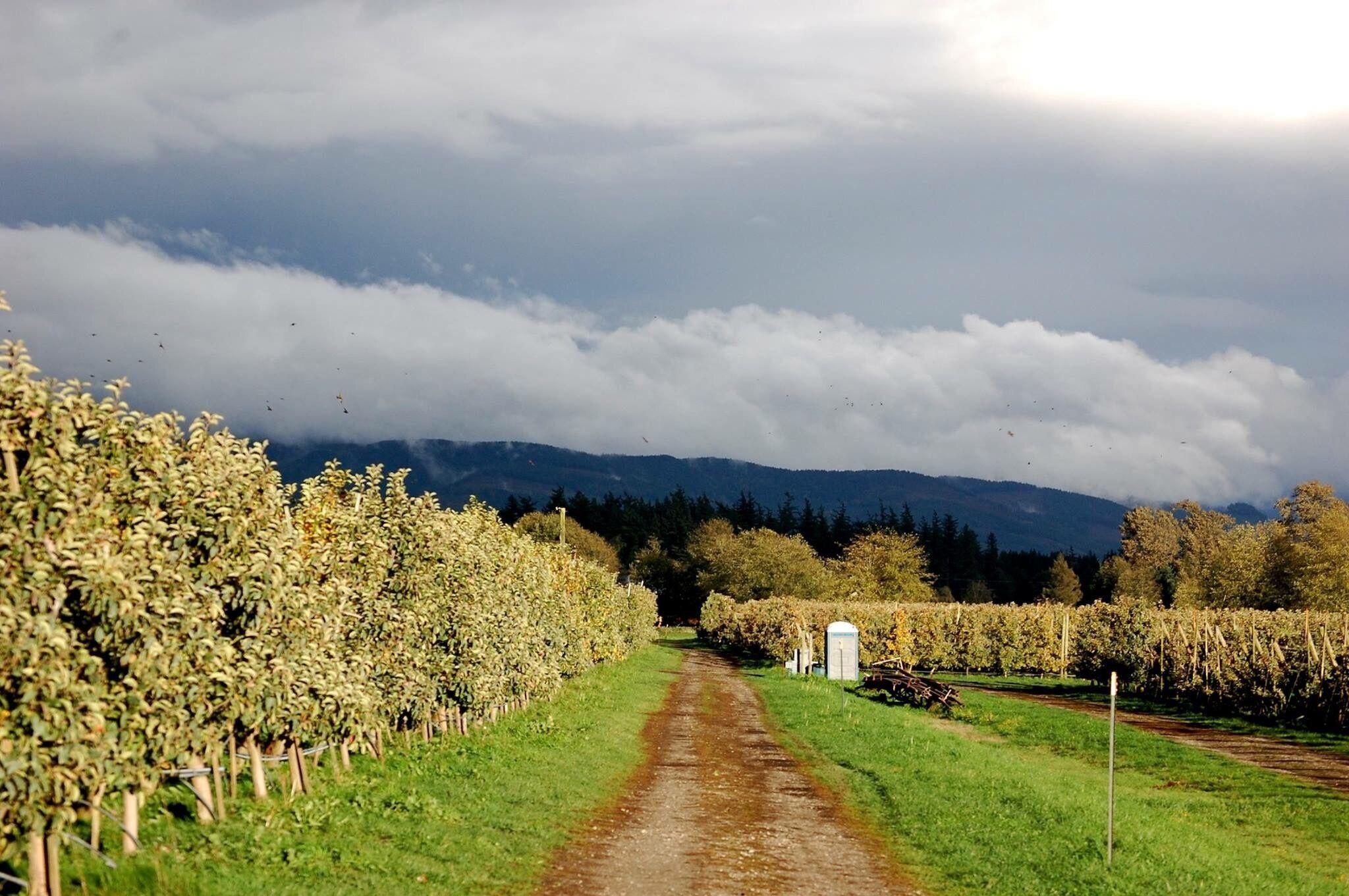 Beautiful apple orchard in the lap of nature