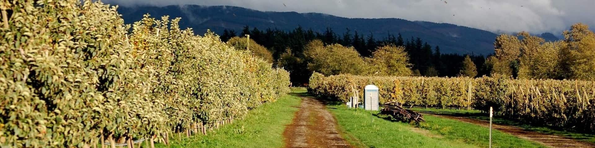 Beautiful apple orchard in the lap of nature