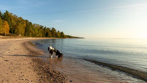 A Cavalier King Charles spaniel drinking from Lake MIchigan