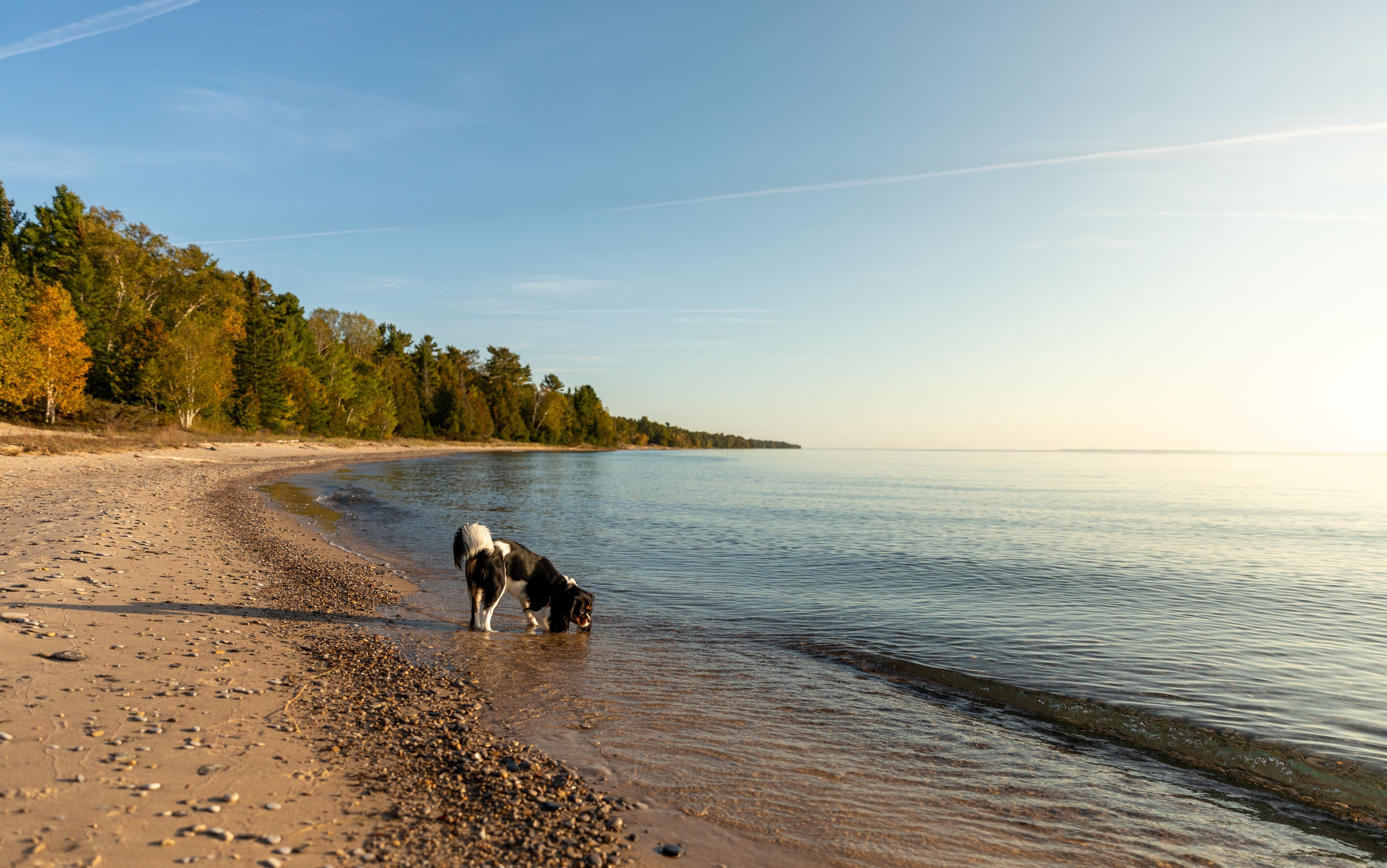 A beach with pebbles, a dog near the water, and a forested shoreline.