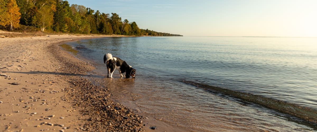 A beach with pebbles, a dog near the water, and a forested shoreline.
