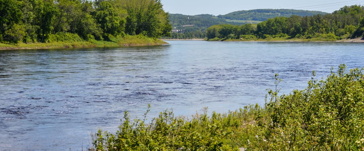 A river with lush greenery on both sides and a clear sky.