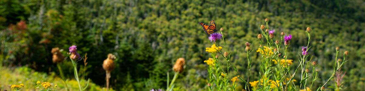 Butterfly in front of Adirondack Whiteface 5th largest mountain in New York State