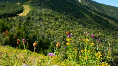 Butterfly in front of Adirondack Whiteface 5th largest mountain in New York State