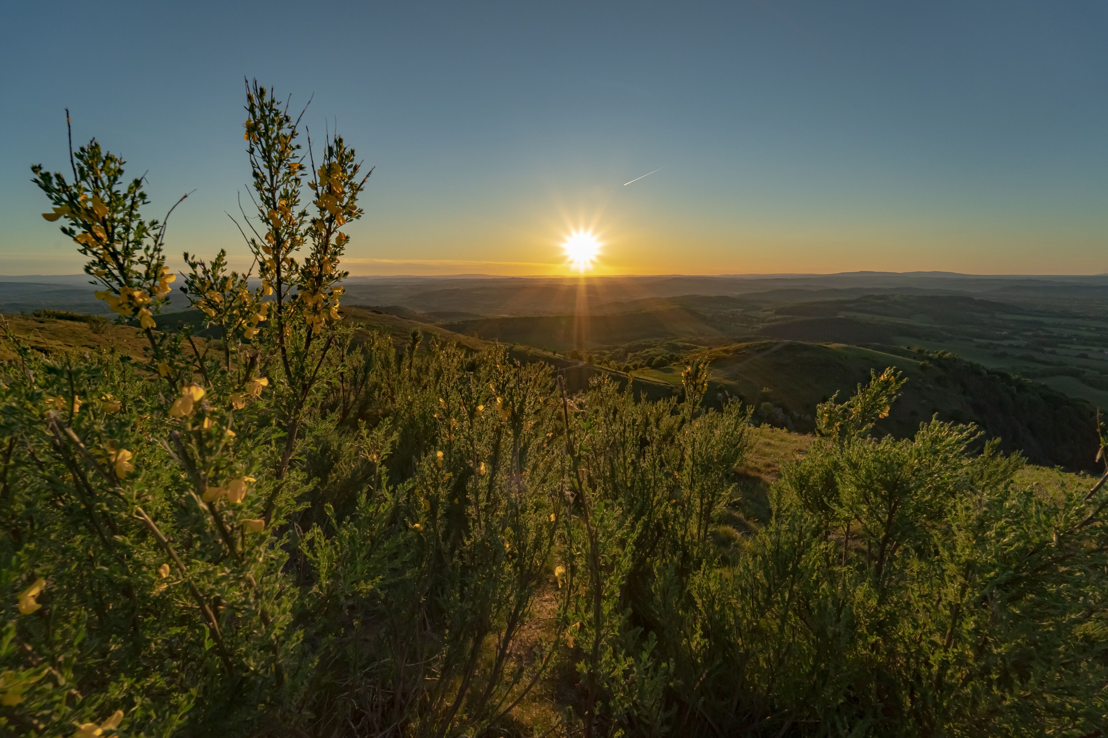 Sunset over the field of yellow flowers in the Malvern hills
