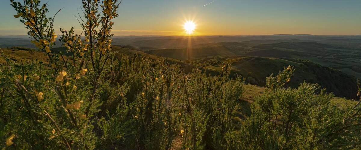 Sunset over the field of yellow flowers in the Malvern hills