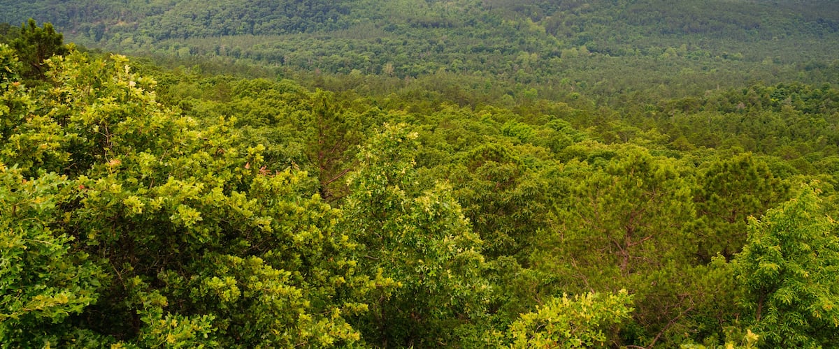 A dense forest with rolling hills and a winding river in the distance.