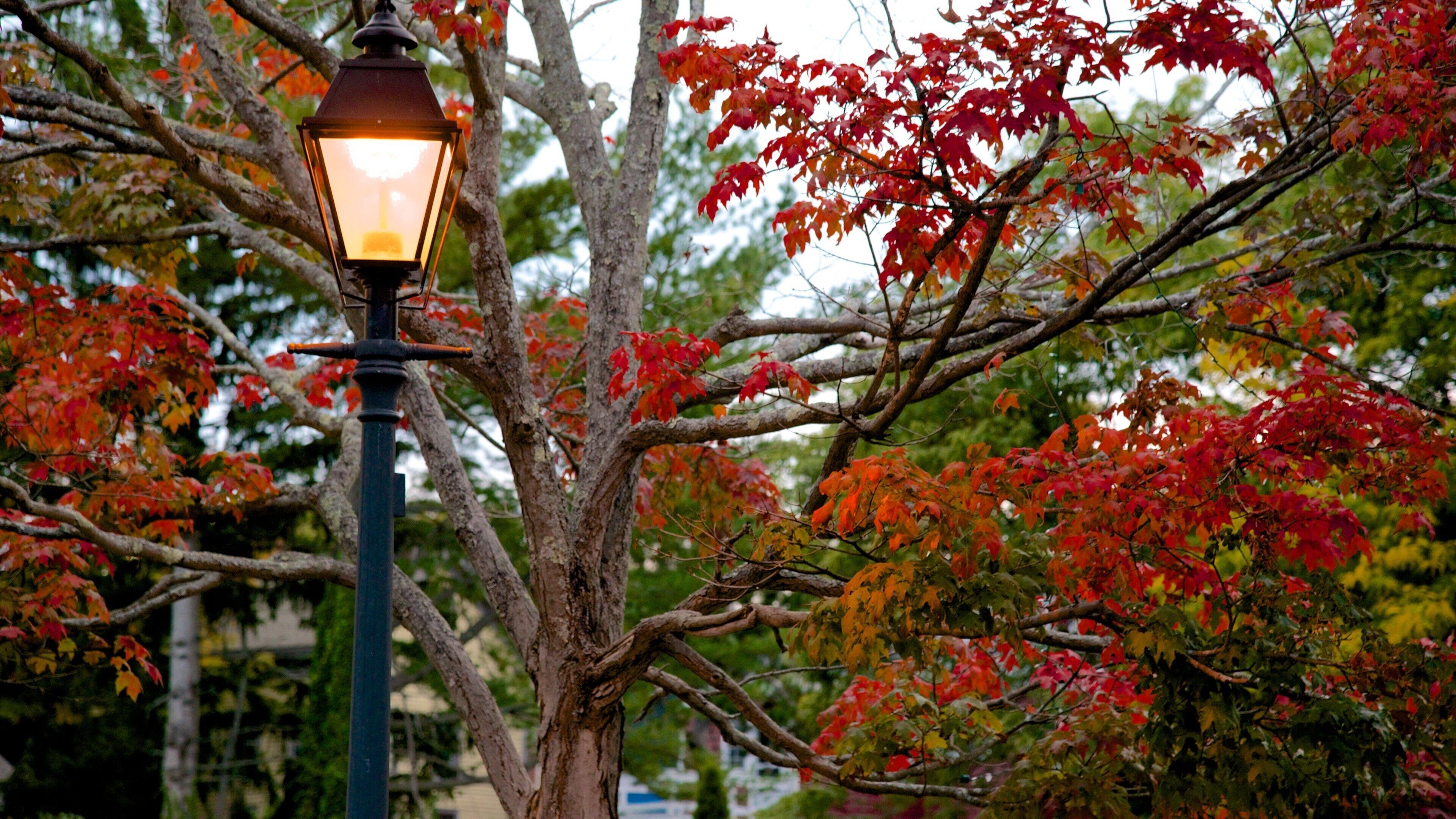 Marblehead showing fall colors