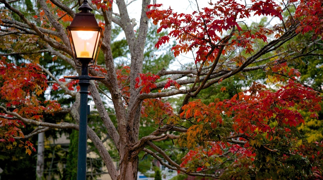 Marblehead showing fall colors
