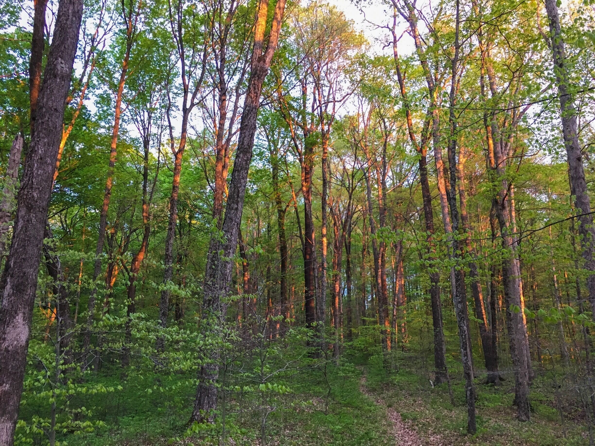 Beautiful sunset reflection on the trees at the Morgan-Monroe State Forest. 