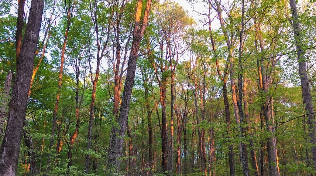 Beautiful sunset reflection on the trees at the Morgan-Monroe State Forest.
