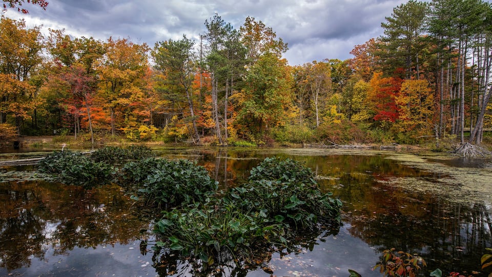 A forest with autumn foliage reflecting in a pond.