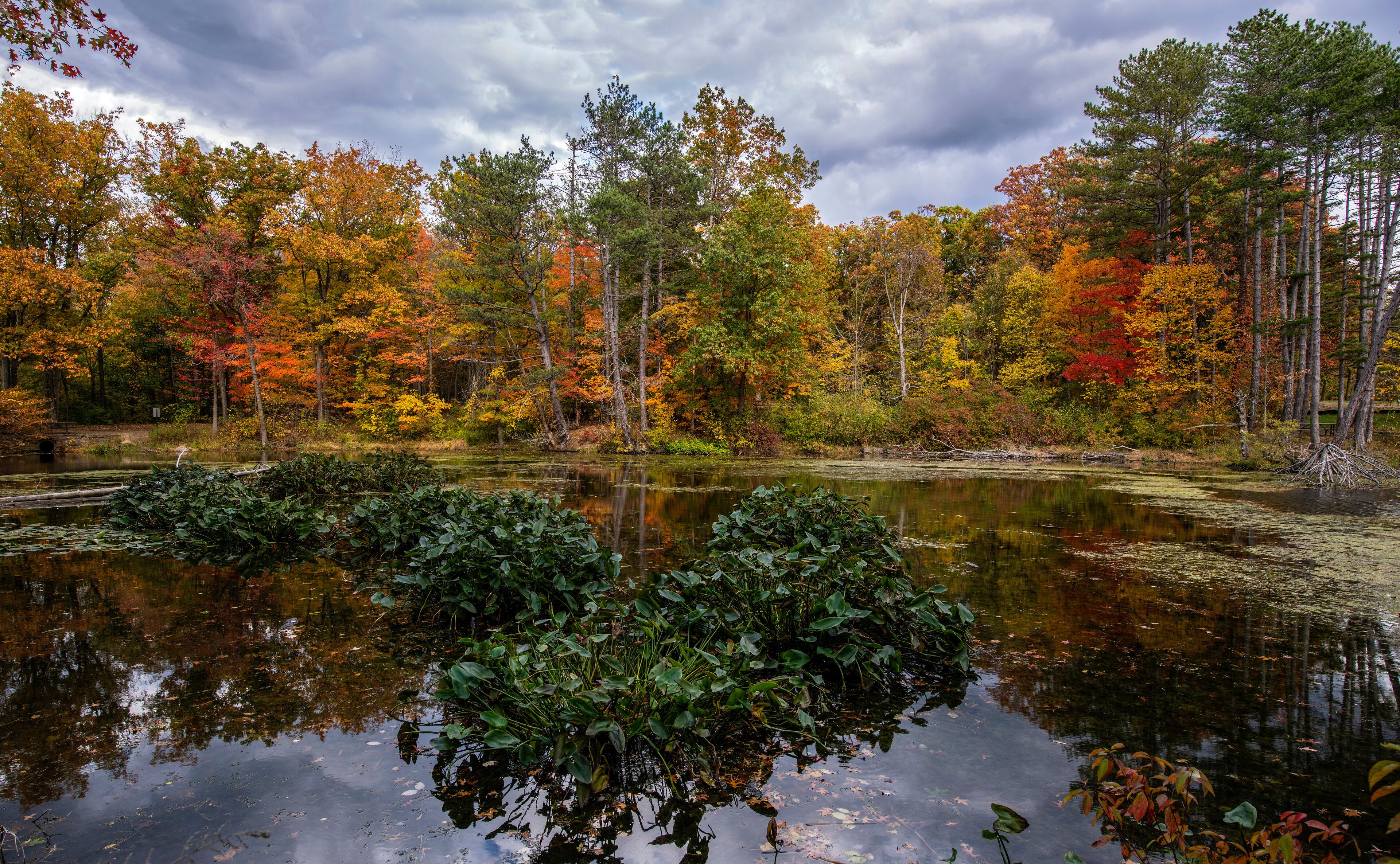 A forest with autumn foliage reflecting in a pond.