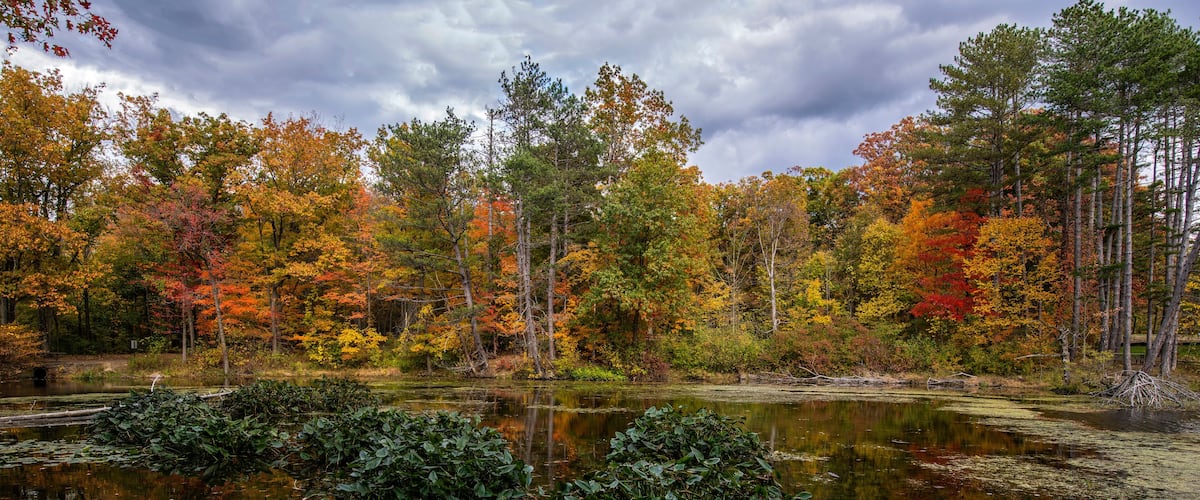 A forest with autumn foliage reflecting in a pond.