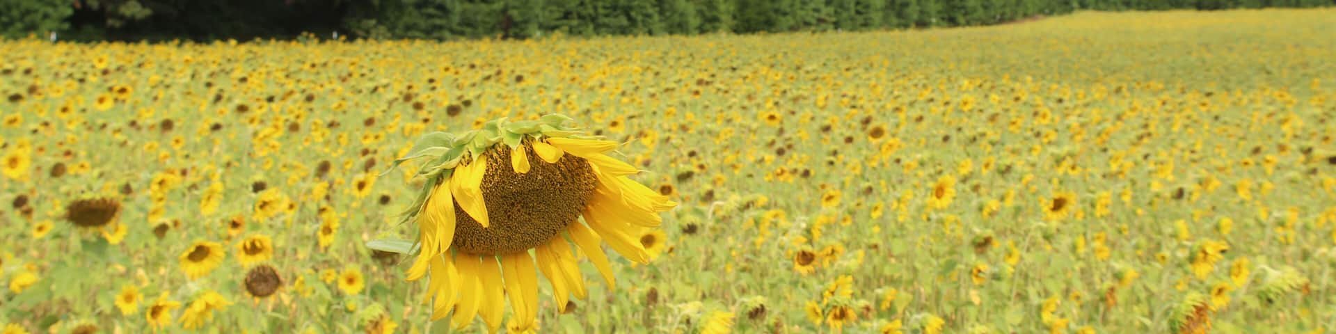 Sunflower field in McCormick, South Carolina in summer on a sunny day