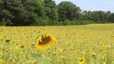 Sunflower field in McCormick, South Carolina in summer on a sunny day
