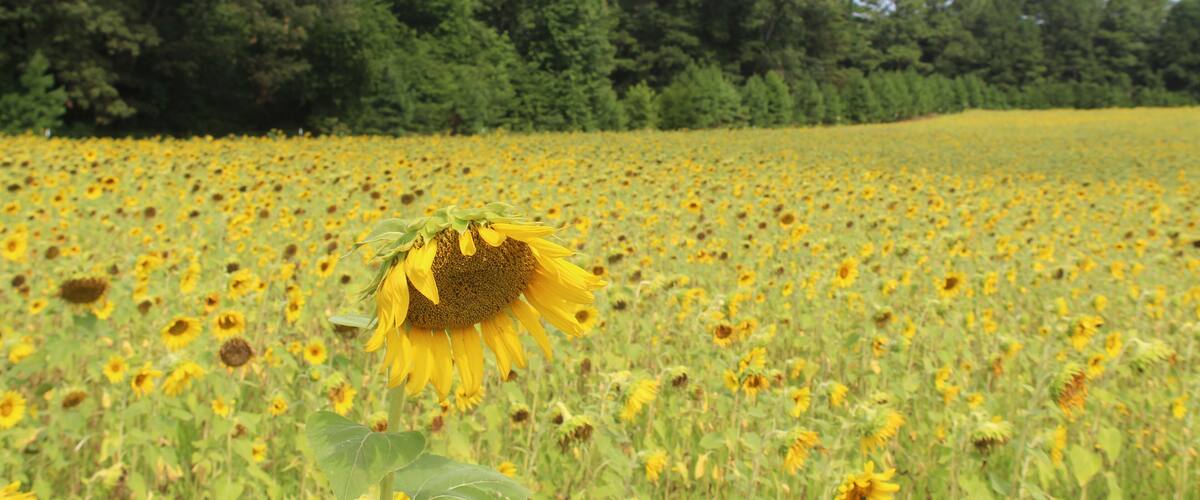 A sunflower field with a prominent sunflower in the foreground and a forest in the background.