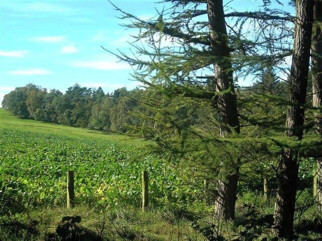 Farmland View Forest and fields high above the River Ayr, viewed from the River Ayr Way.