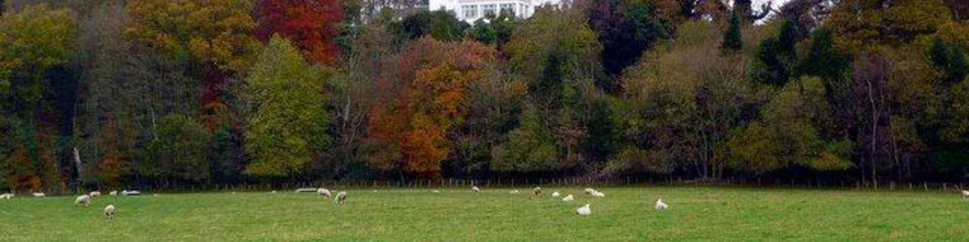 Un campo cubierto de hierba con ovejas y una casa grande rodeada de árboles.