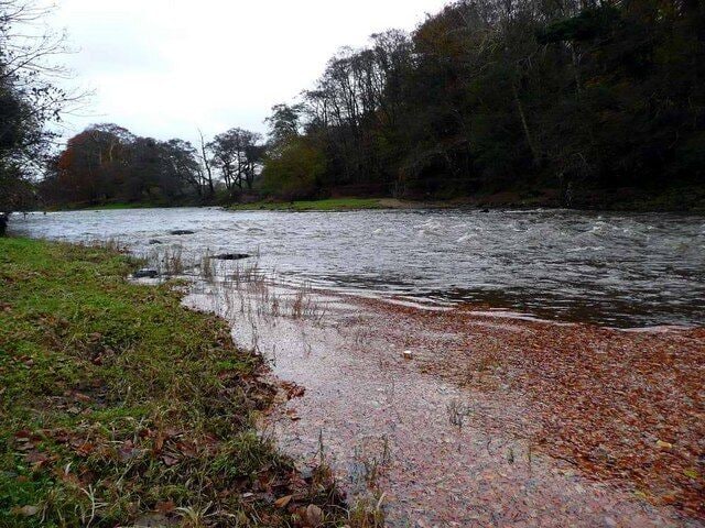 Rapids on the River Ayr Note the huge float of fallen beech leaves in the right foreground.