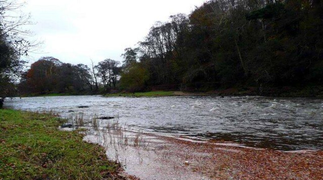 Rapids on the River Ayr Note the huge float of fallen beech leaves in the right foreground.