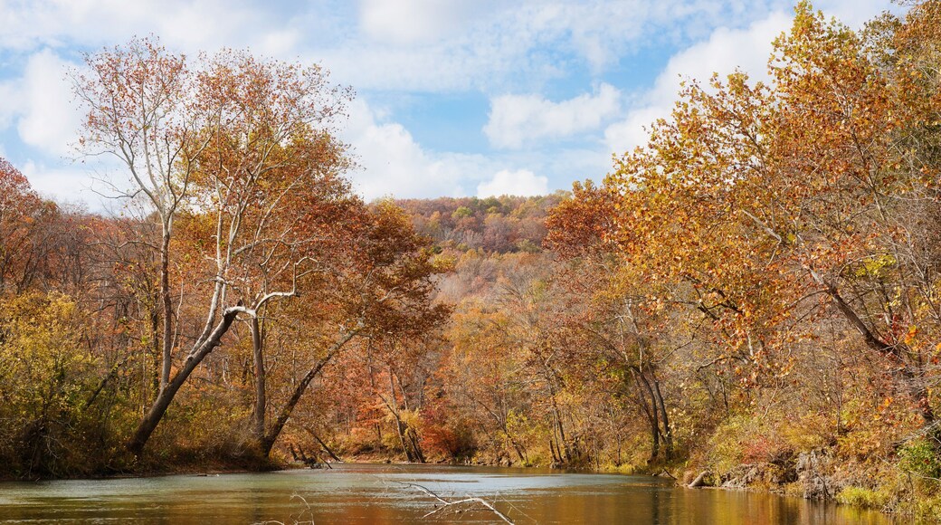 autumn leaves and trees on river