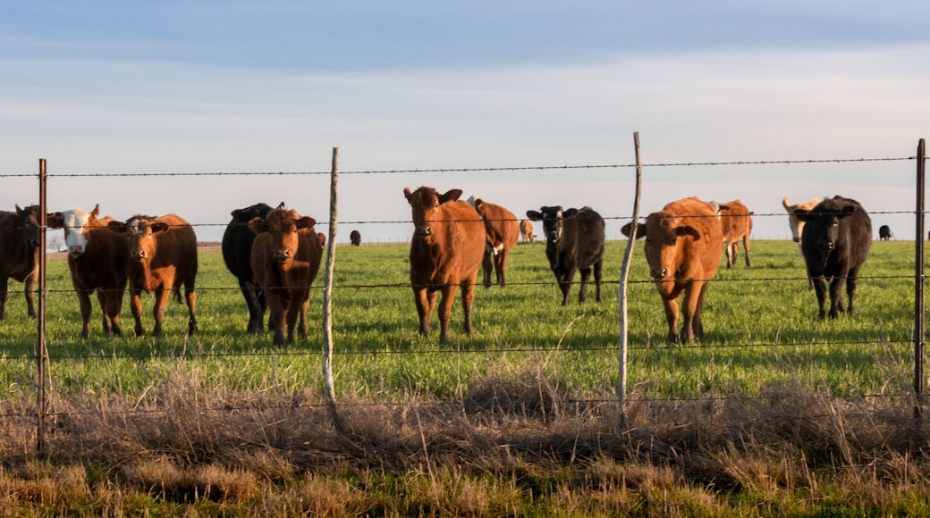 Cattle at Sunset in Mexia Texas