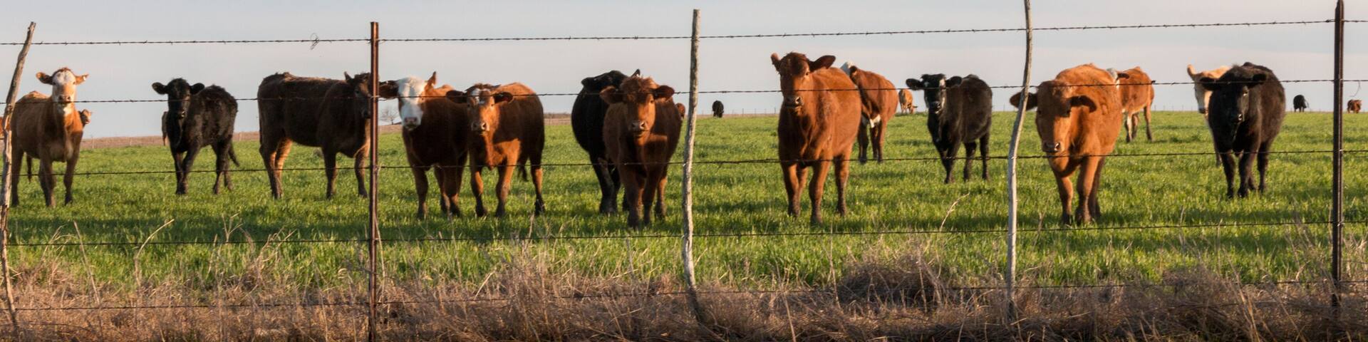 Cattle at Sunset in Mexia Texas