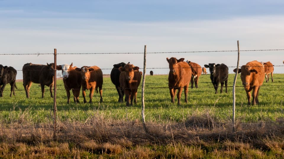 A herd of cattle in a fenced field with a clear sky.