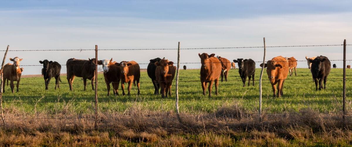 A herd of cattle in a fenced field with a clear sky.