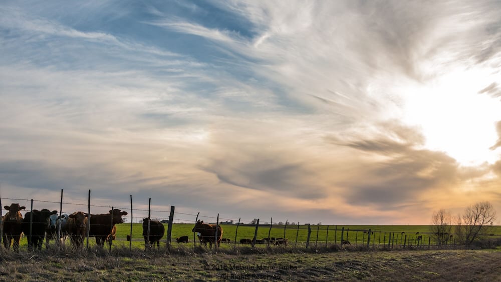 Cattle at Sunset Mexia Texas