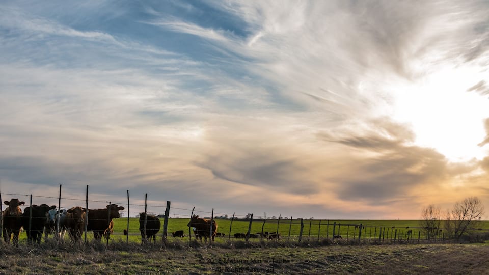 A rural landscape with a herd of cows grazing near a fence under a dramatic sky.