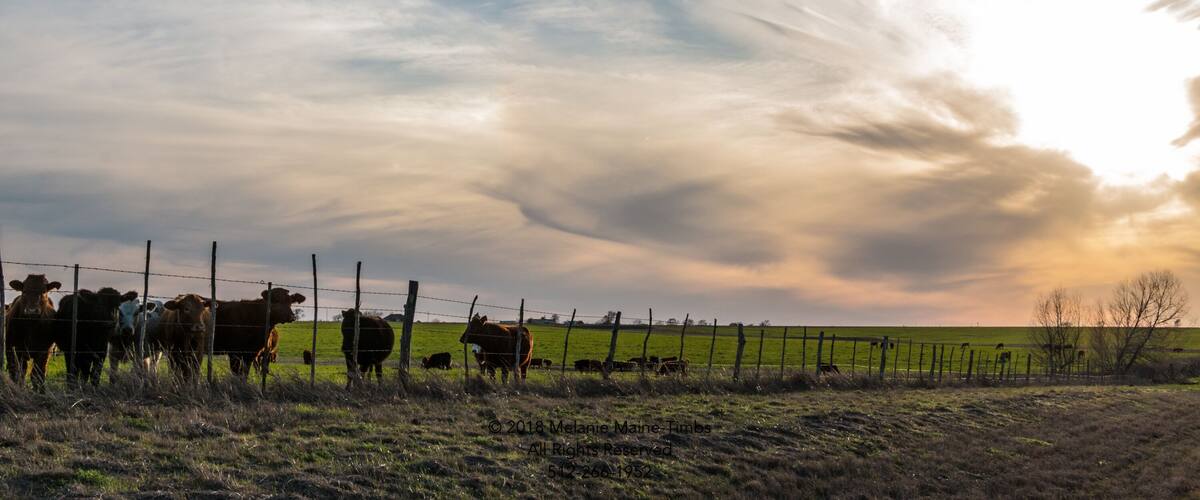 Cattle at Sunset Mexia Texas