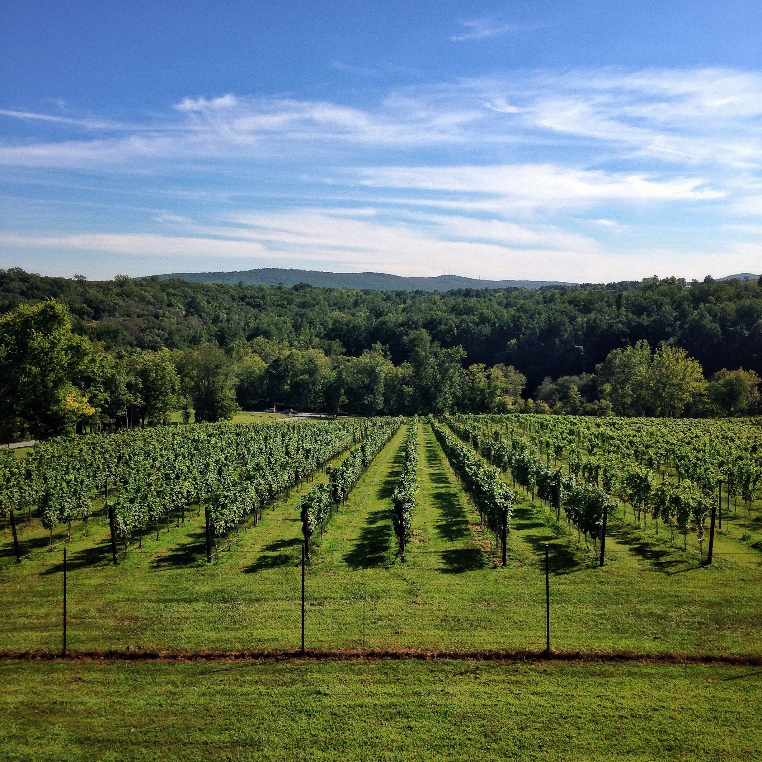This winery is fairly new. I think they need a few more years to establish their wine selection. However the wines weren&#x27;t terrible. I&#x27;ve just had better in this area. But the view from the upper deck is amazing. Definitely worth checking out if you are in the area. Staff is very friendly and knowledgeable. And their sangria was great! #drinkvirginiawine
#winesnob #virginia
#winery #canavineyard 
#outdoors 
