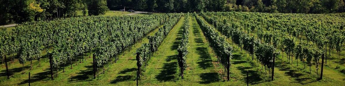 This winery is fairly new. I think they need a few more years to establish their wine selection. However the wines weren't terrible. I've just had better in this area. But the view from the upper deck is amazing. Definitely worth checking out if you are in the area. Staff is very friendly and knowledgeable. And their sangria was great! #drinkvirginiawine
#winesnob #virginia
#winery #canavineyard
#outdoors