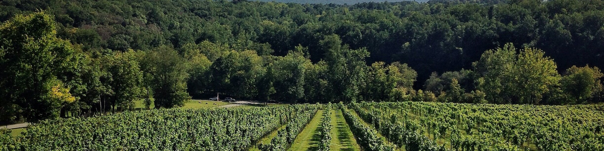This winery is fairly new. I think they need a few more years to establish their wine selection. However the wines weren't terrible. I've just had better in this area. But the view from the upper deck is amazing. Definitely worth checking out if you are in the area. Staff is very friendly and knowledgeable. And their sangria was great! #drinkvirginiawine
#winesnob #virginia
#winery #canavineyard
#outdoors