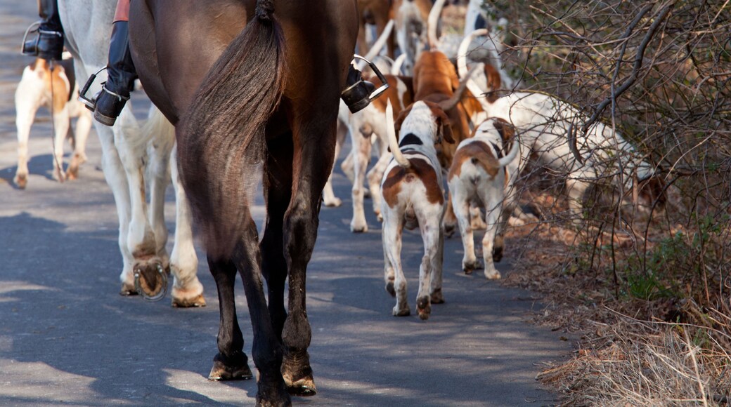 American Foxhounds before a hunt