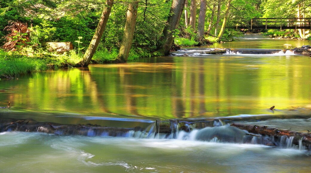 Mountain Stream On A Warm Summer Morning