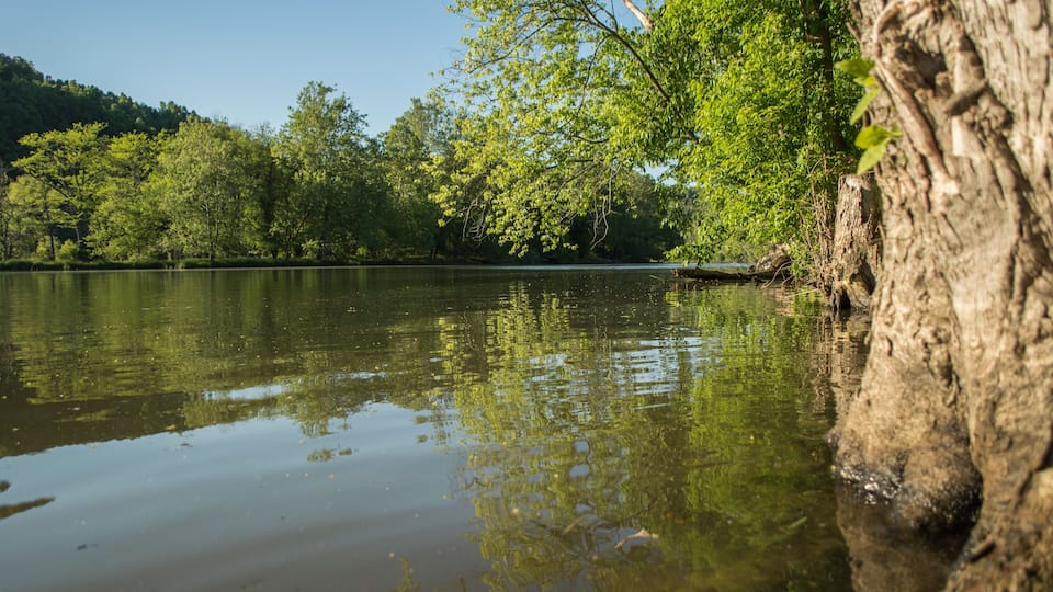 A calm lake surrounded by dense green trees and a large tree trunk on the right.