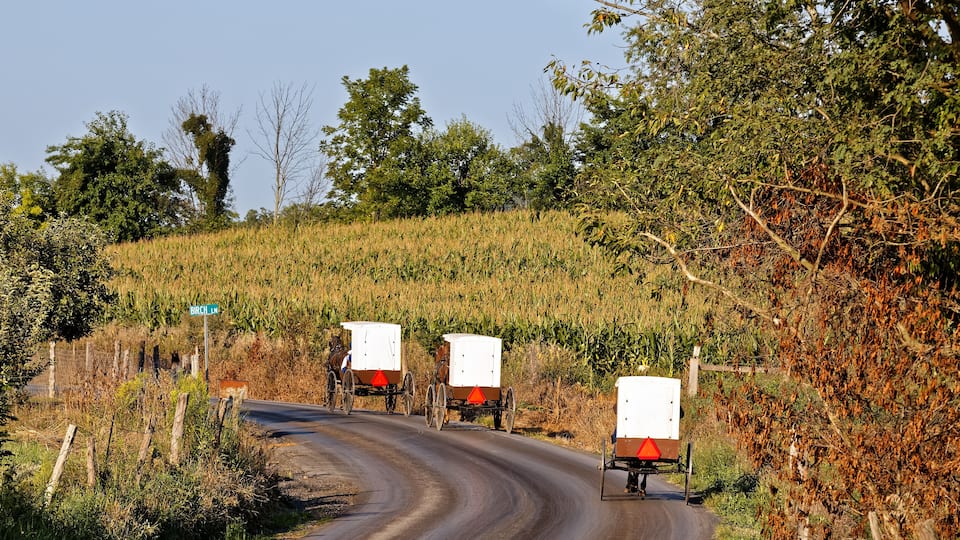 A rural road with three horse-drawn carriages.